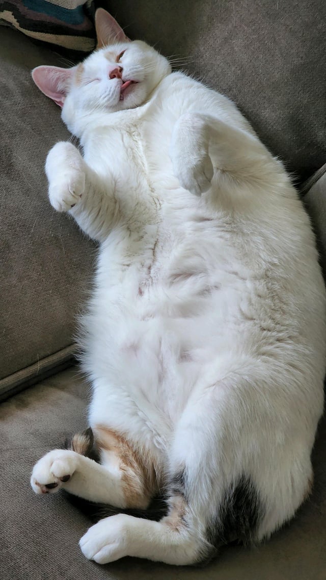 Gato gordo fofo